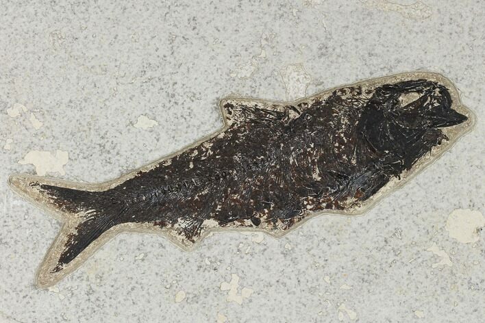 Fossil Fish (Knightia) - Huge For Species! #113993